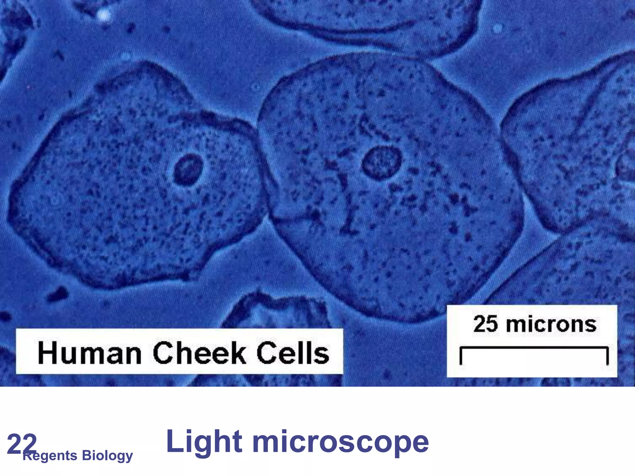 Regents Biology 22 Light microscope 
 