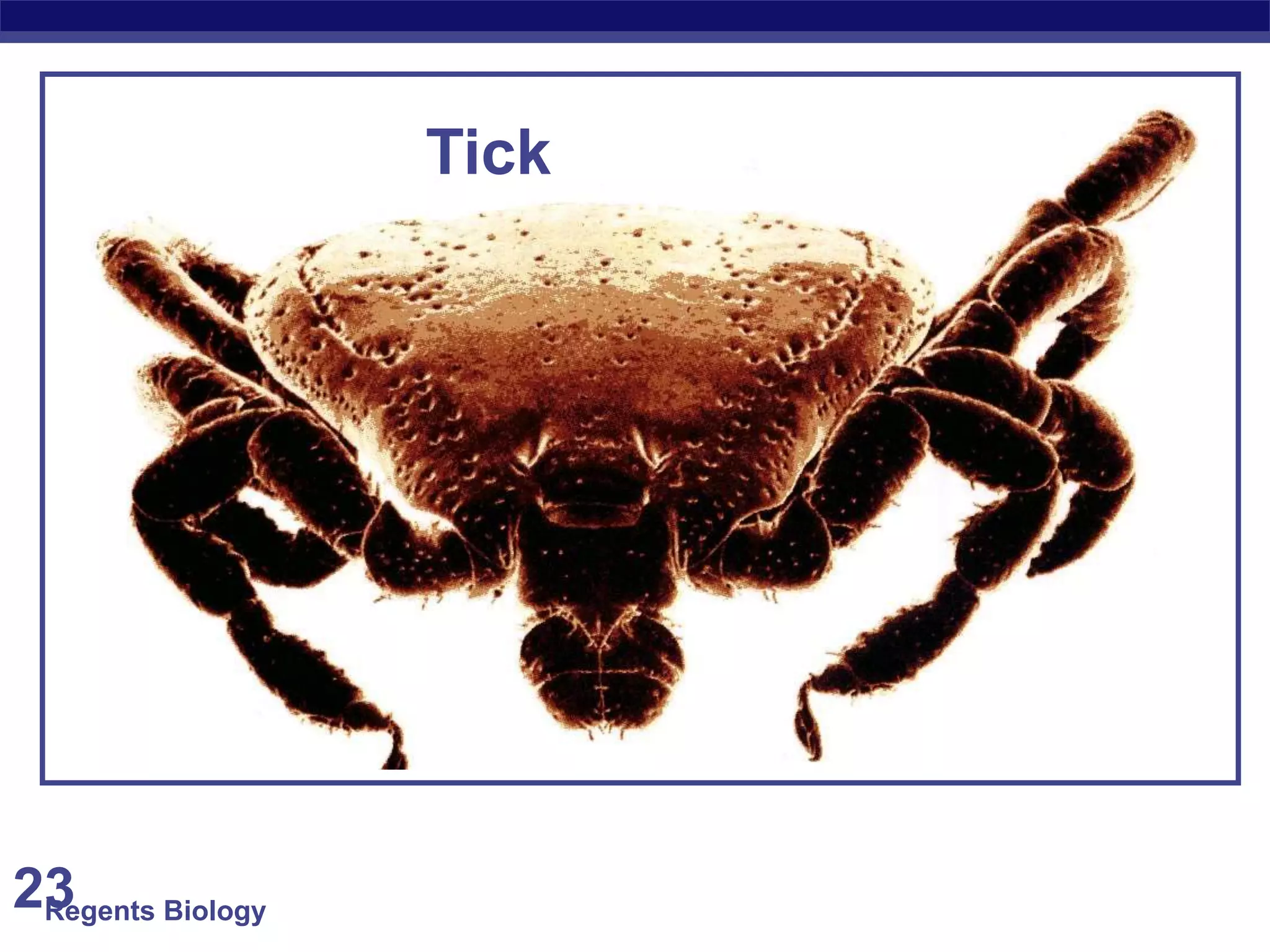 Regents Biology 23 
Tick 
 