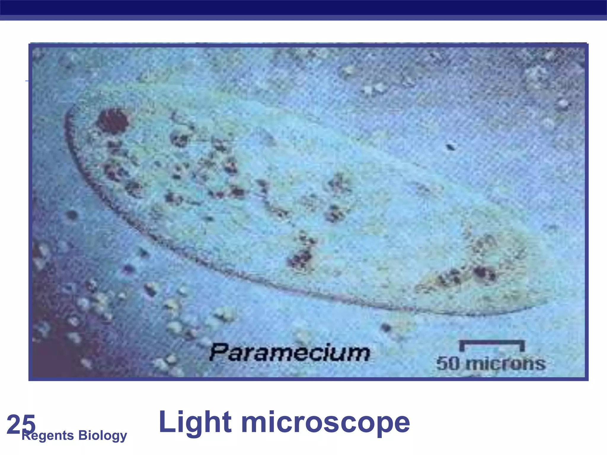 Regents Biology 25 Light microscope 
 