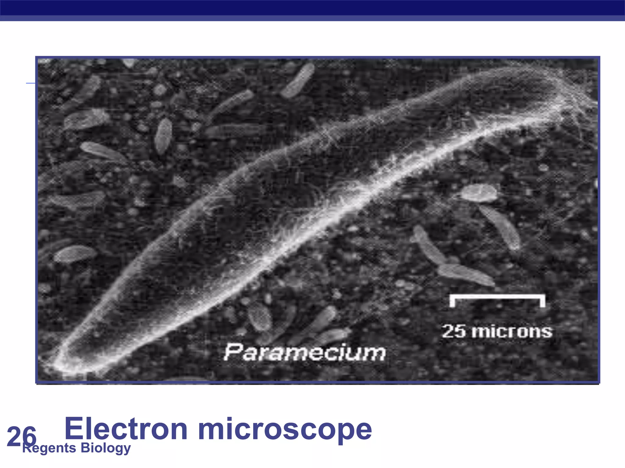 Regents Biology 26 Electron microscope 
 
