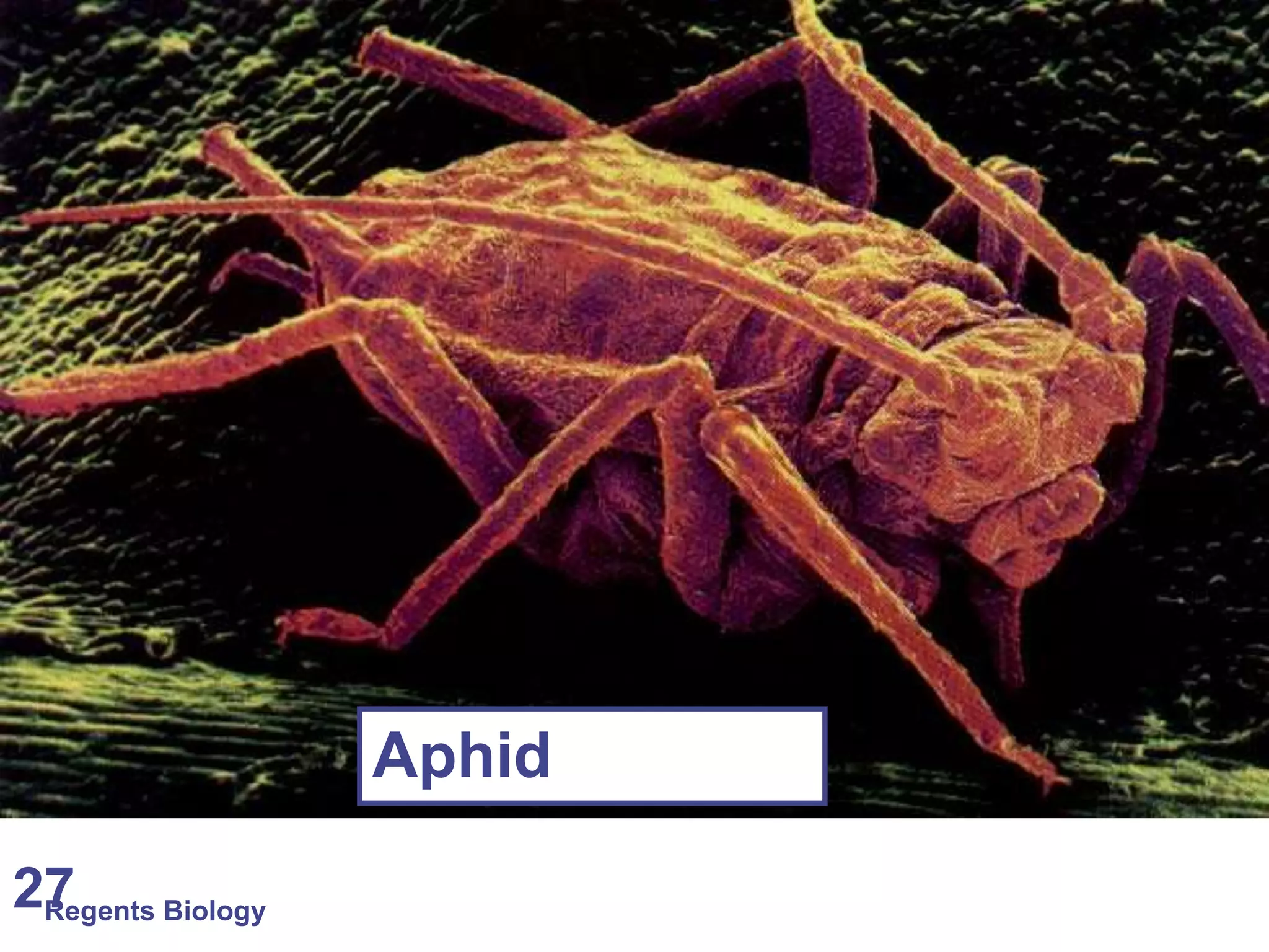Regents Biology 27 
Aphid 
 