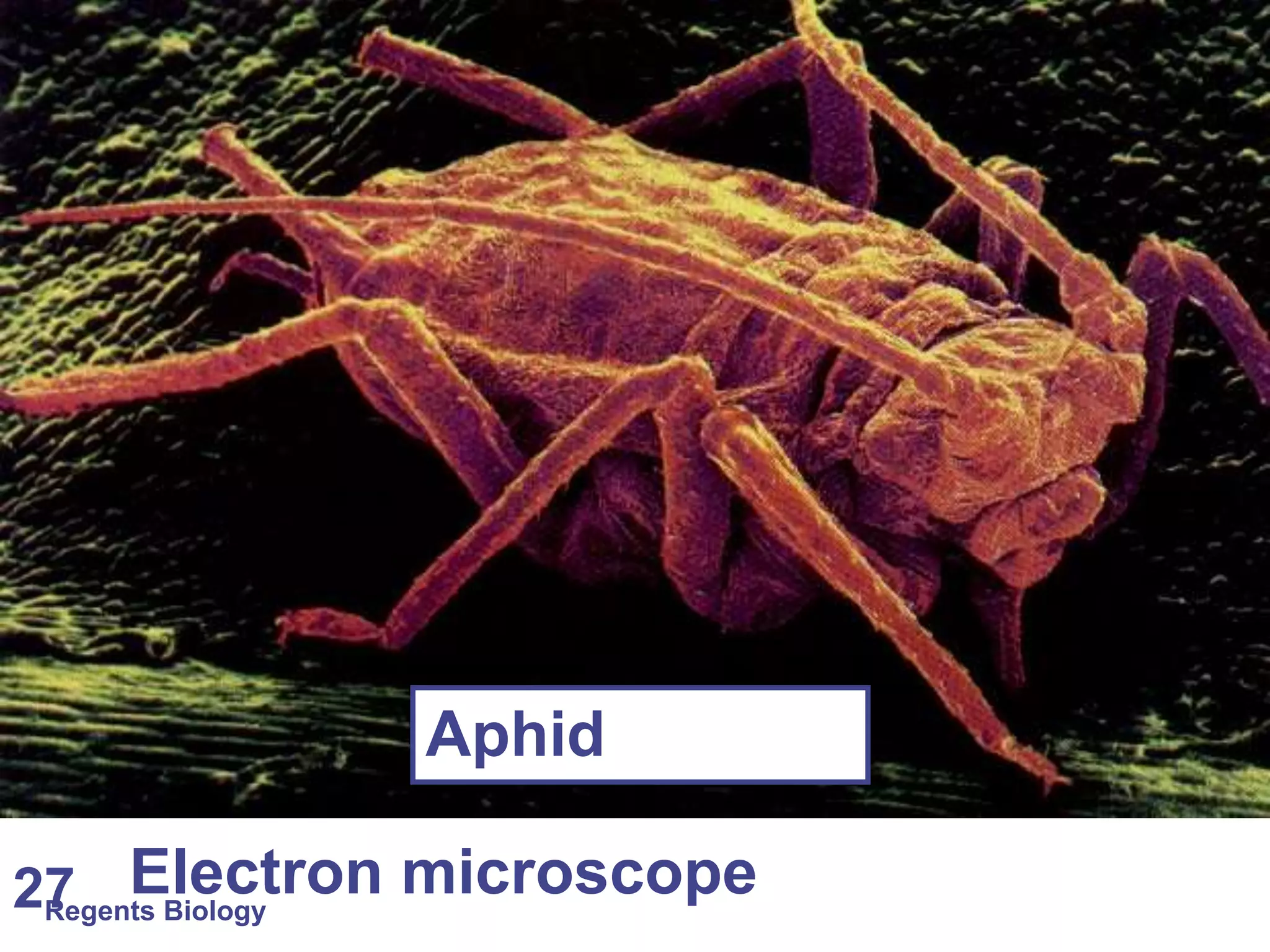 Aphid 
Regents Biology 27 Electron microscope 
 