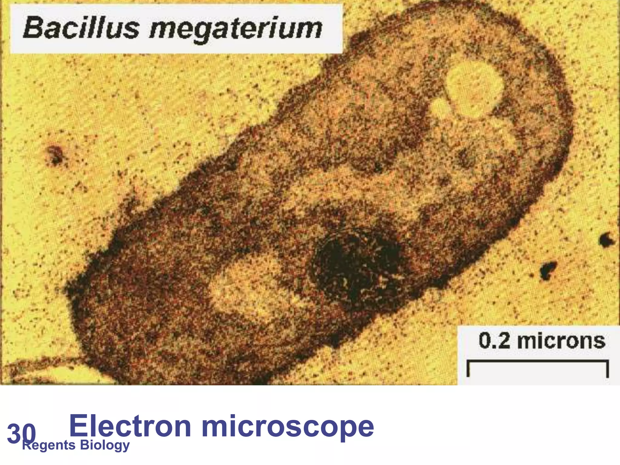 Regents Biology 30 Electron microscope 
 
