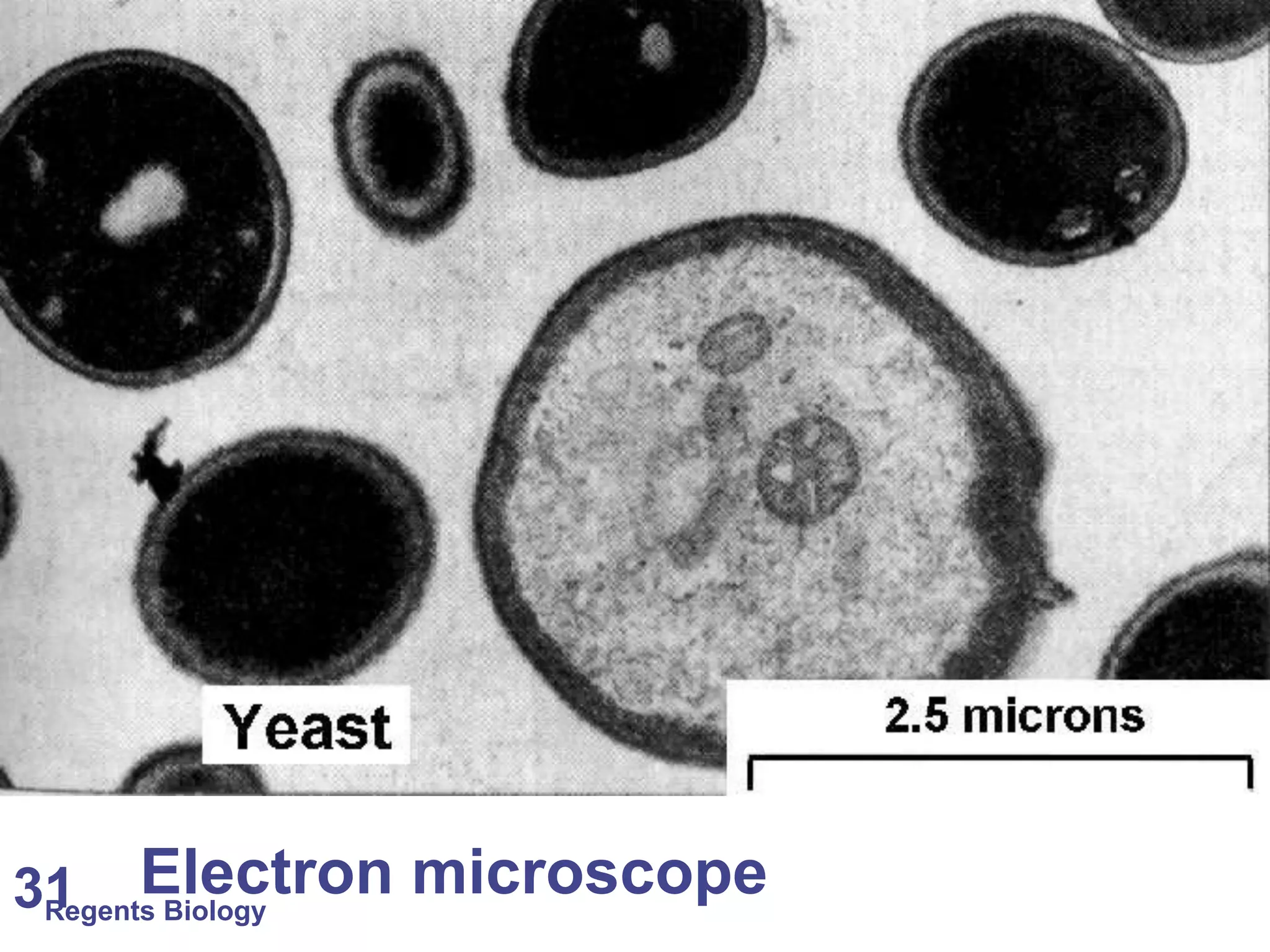 Regents Biology 31 Electron microscope 
 