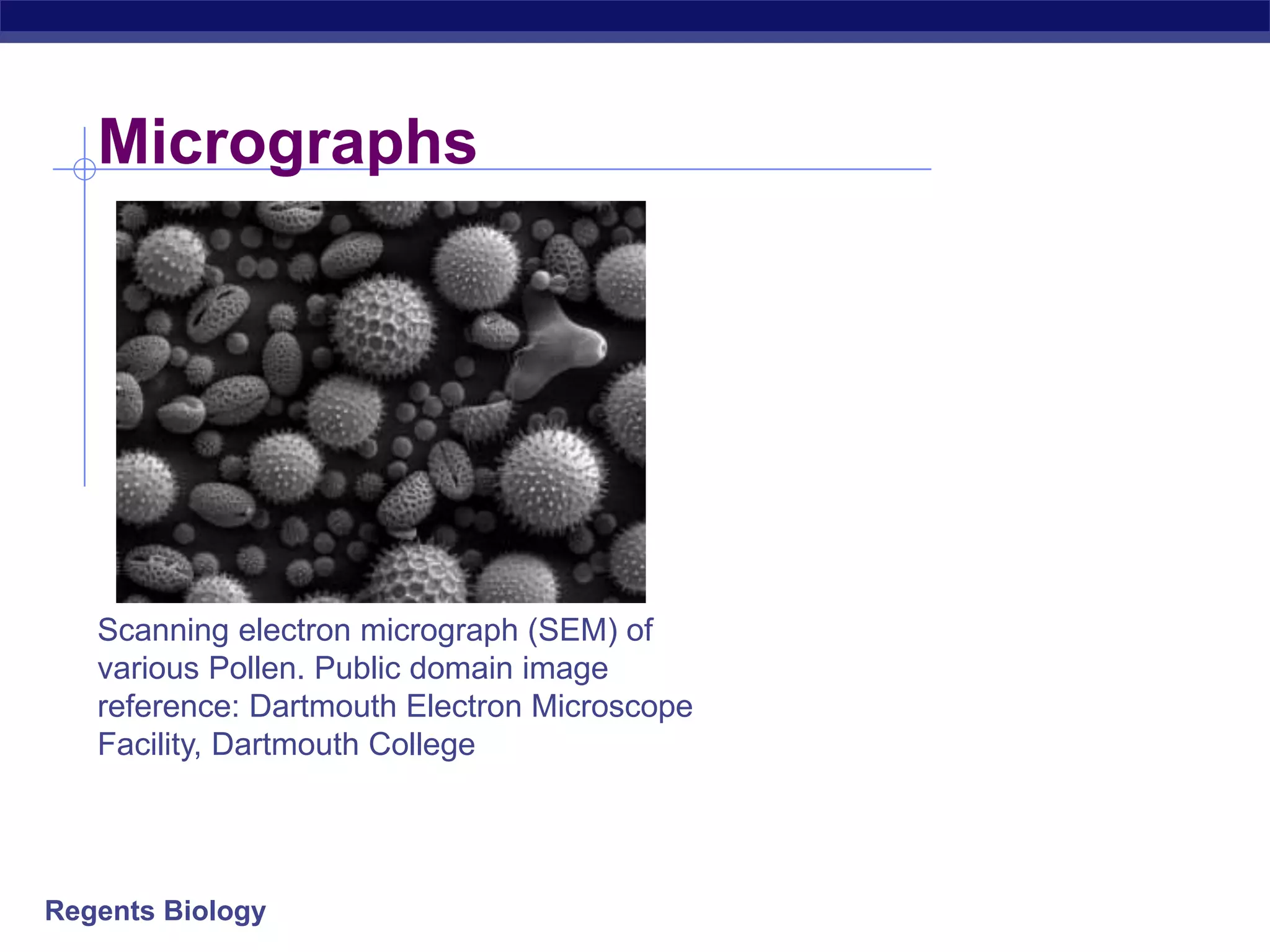 Micrographs 
Scanning electron micrograph (SEM) of 
various Pollen. Public domain image 
reference: Dartmouth Electron Microscope 
Facility, Dartmouth College 
Regents Biology 
 