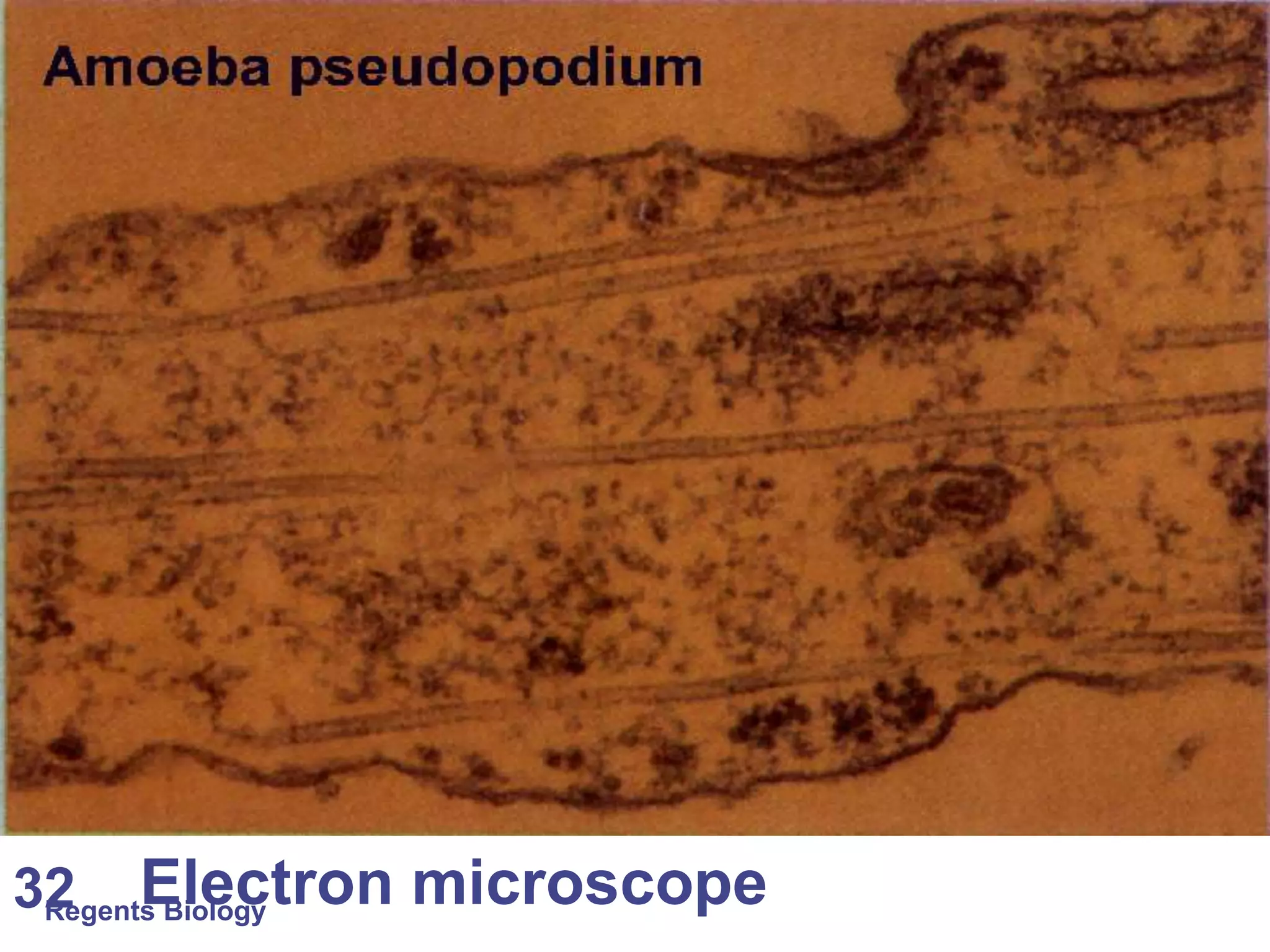 Regents Biology 32 Electron microscope 
 