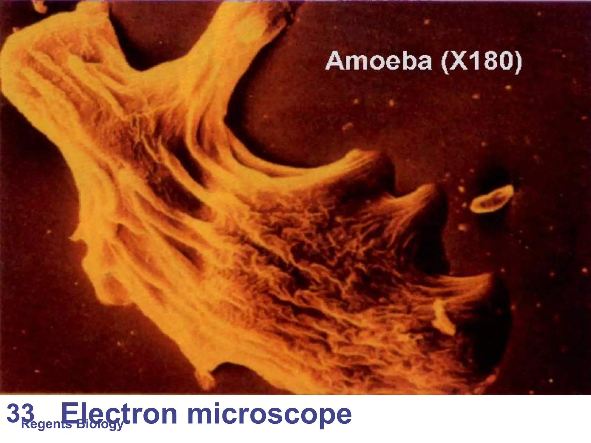 Regents Biology 33 Electron microscope 
 