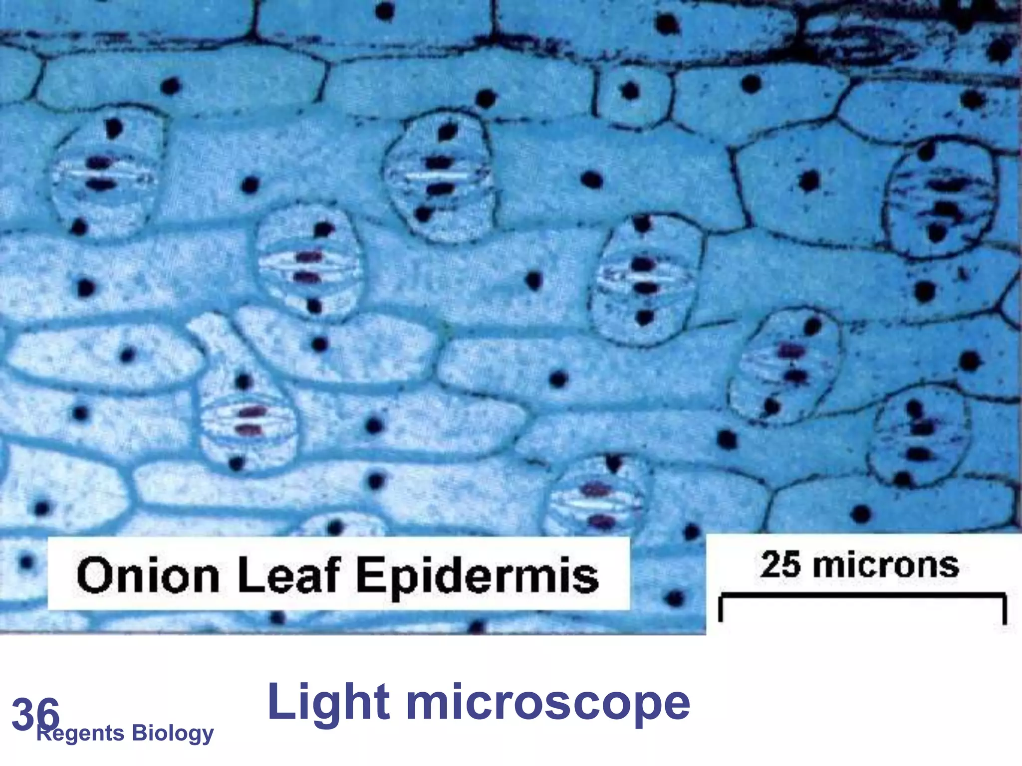 Regents Biology 36 Light microscope 
 