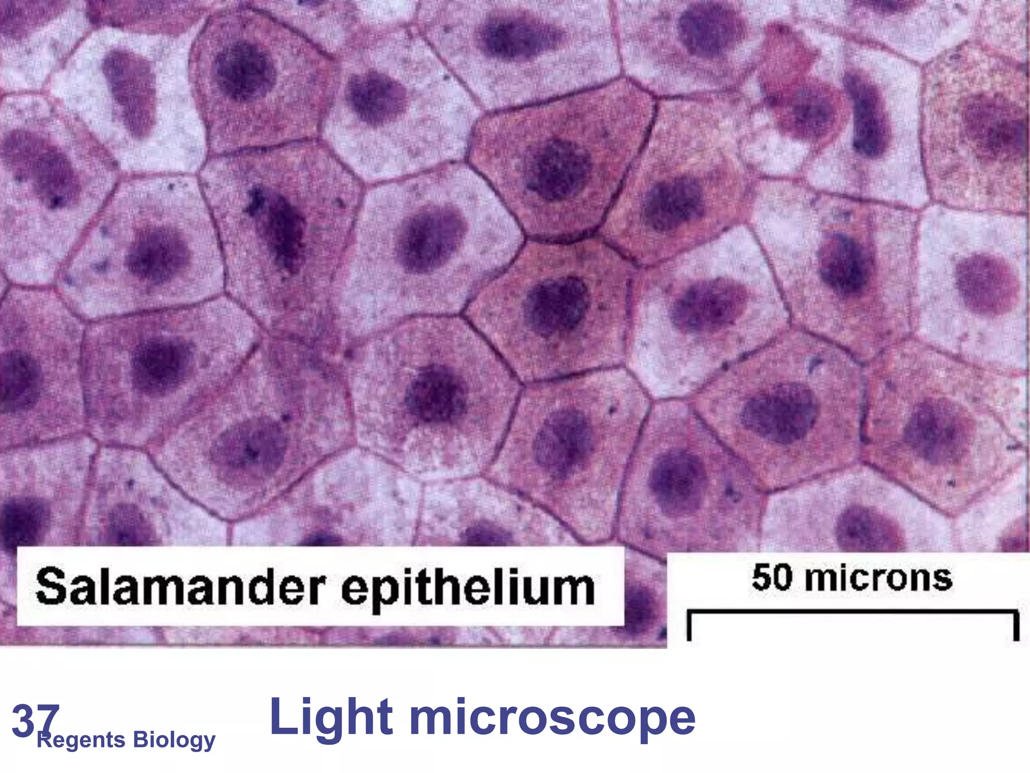 Regents Biology 37 Light microscope 
 