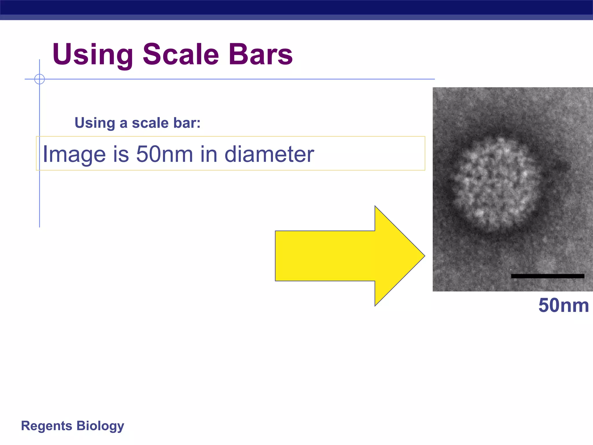 Using a scale bar: 
Image is 50nm in diameter 
Regents Biology 
50nm 
Using Scale Bars 
 