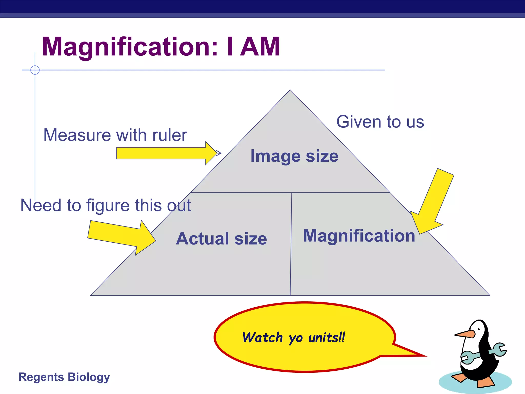 Magnification: I AM 
Regents Biology 
Image size 
Actual size Magnification 
Watch yo units!! 
Measure with ruler 
Need to figure this out 
Given to us 
 
