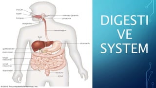 DIGESTI
VE
SYSTEM
 