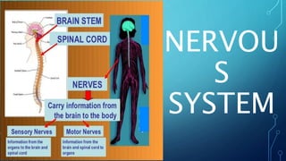 NERVOU
S
SYSTEM
 