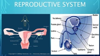 REPRODUCTIVE SYSTEM
 