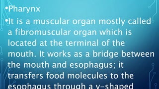 •Pharynx
•It is a muscular organ mostly called
a fibromuscular organ which is
located at the terminal of the
mouth. It works as a bridge between
the mouth and esophagus; it
transfers food molecules to the
 