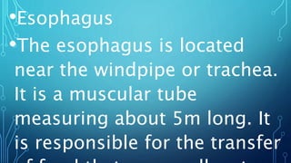 •Esophagus
•The esophagus is located
near the windpipe or trachea.
It is a muscular tube
measuring about 5m long. It
is responsible for the transfer
 
