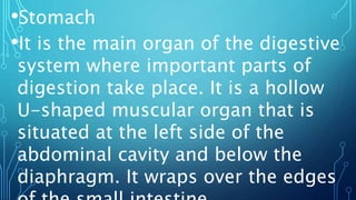 •Stomach
•It is the main organ of the digestive
system where important parts of
digestion take place. It is a hollow
U-shaped muscular organ that is
situated at the left side of the
abdominal cavity and below the
diaphragm. It wraps over the edges
 