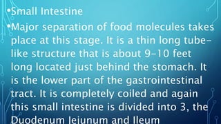 •Small Intestine
•Major separation of food molecules takes
place at this stage. It is a thin long tube-
like structure that is about 9-10 feet
long located just behind the stomach. It
is the lower part of the gastrointestinal
tract. It is completely coiled and again
this small intestine is divided into 3, the
Duodenum Jejunum and Ileum
 