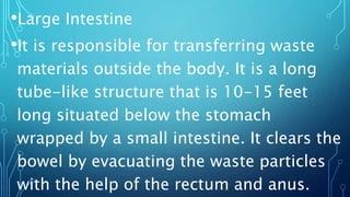 •Large Intestine
•It is responsible for transferring waste
materials outside the body. It is a long
tube-like structure that is 10-15 feet
long situated below the stomach
wrapped by a small intestine. It clears the
bowel by evacuating the waste particles
with the help of the rectum and anus.
 