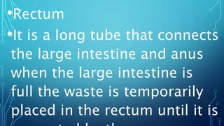 •Rectum
•It is a long tube that connects
the large intestine and anus
when the large intestine is
full the waste is temporarily
placed in the rectum until it is
 