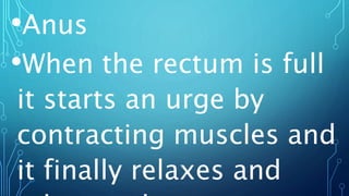 •Anus
•When the rectum is full
it starts an urge by
contracting muscles and
it finally relaxes and
 