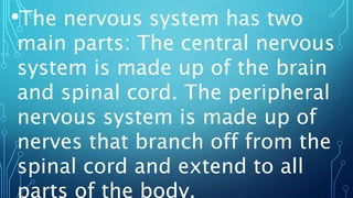 •The nervous system has two
main parts: The central nervous
system is made up of the brain
and spinal cord. The peripheral
nervous system is made up of
nerves that branch off from the
spinal cord and extend to all
parts of the body.
 
