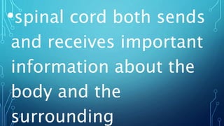 •spinal cord both sends
and receives important
information about the
body and the
surrounding
 
