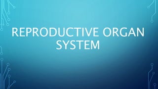 REPRODUCTIVE ORGAN
SYSTEM
 