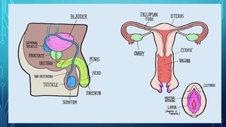 Magnification Grade 7.pptx