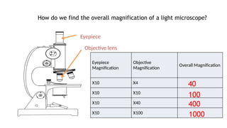 Magnification for IGCSE Biology ————————- | PPTX
