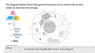 Magnification for IGCSE Biology ————————- | PPTX