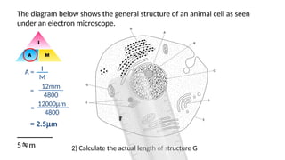 Magnification for IGCSE Biology ————————- | PPTX