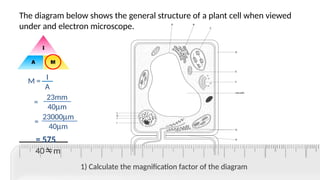 Magnification for IGCSE Biology ————————- | PPTX