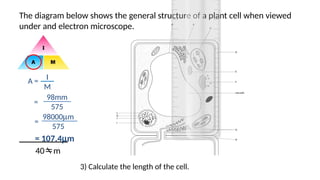 Magnification for IGCSE Biology ————————- | PPTX