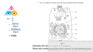 Magnification for IGCSE Biology ————————- | PPTX