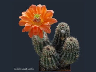 Echinocereus polyacanthus
 