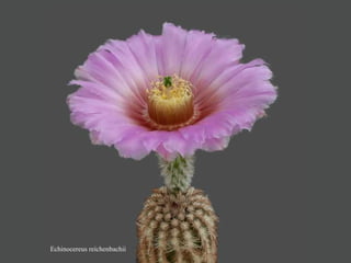 Echinocereus reichenbachii
 