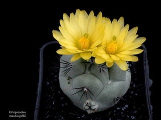 Ortegocactus
macdougallii
 