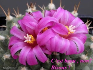 Parodia spaniosa
C’est beau , non?
Bisous !
 