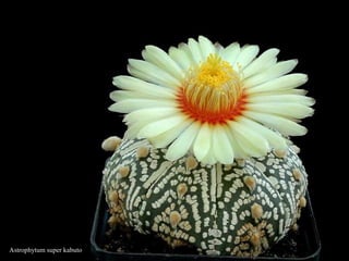 Astrophytum super kabuto
 