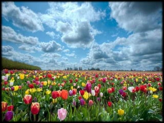 Magnificent Nature