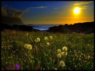 Magnificent Nature