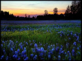 Magnificent Nature