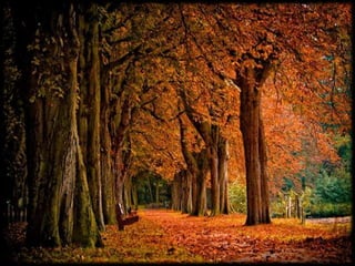 Magnificent Nature