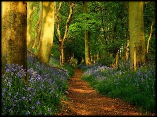 Magnificent Nature