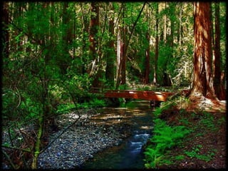 Magnificent Nature