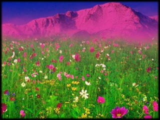 Magnificent Nature