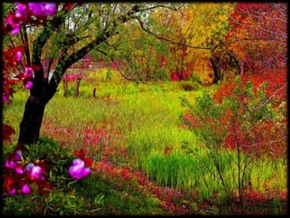 Magnificent Nature
