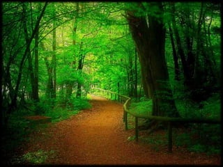 Magnificent Nature