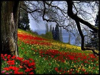 Magnificent Nature